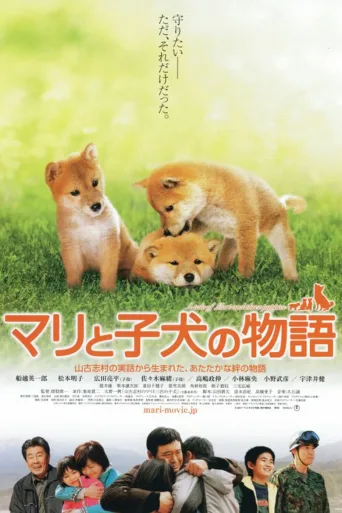 爱犬的奇迹