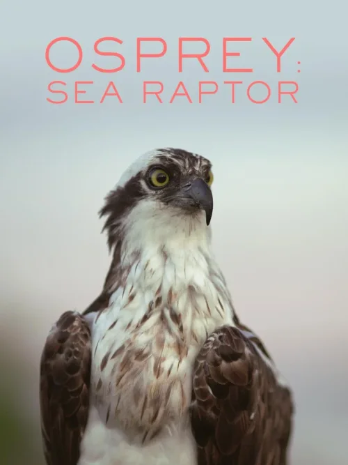 鱼鹰：海洋迅猛禽