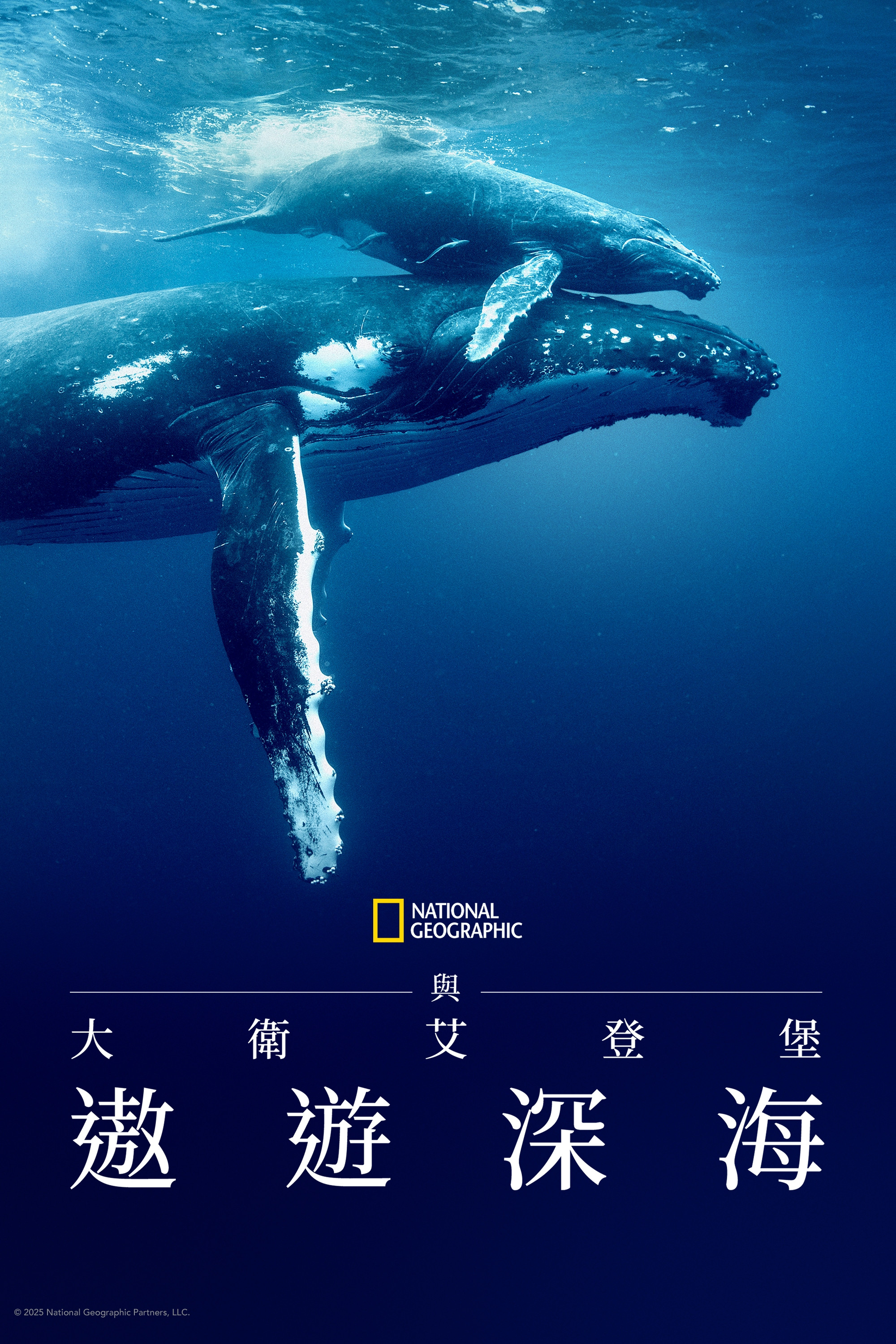 大卫·爱登堡：海洋