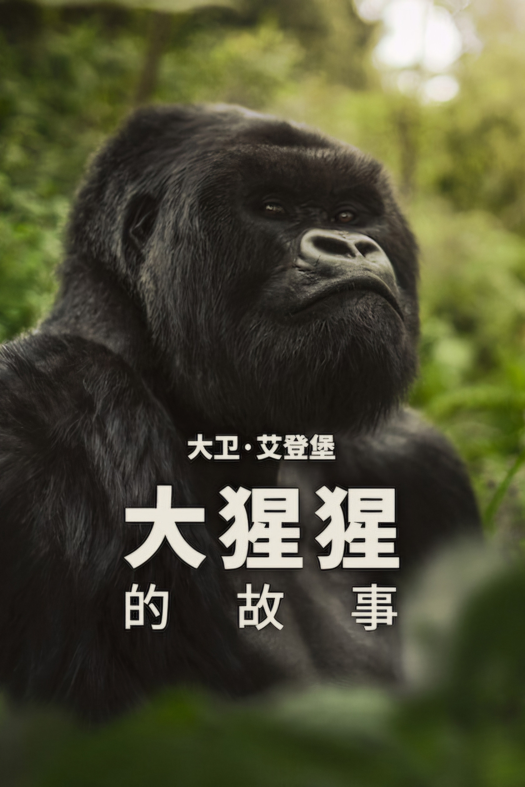 大卫·艾登堡：大猩猩的故事