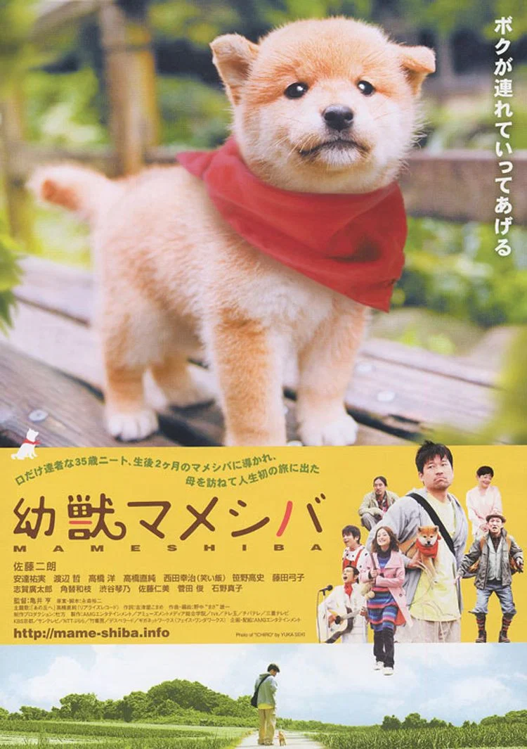 豆柴小犬