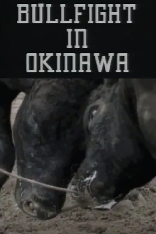冲绳斗牛