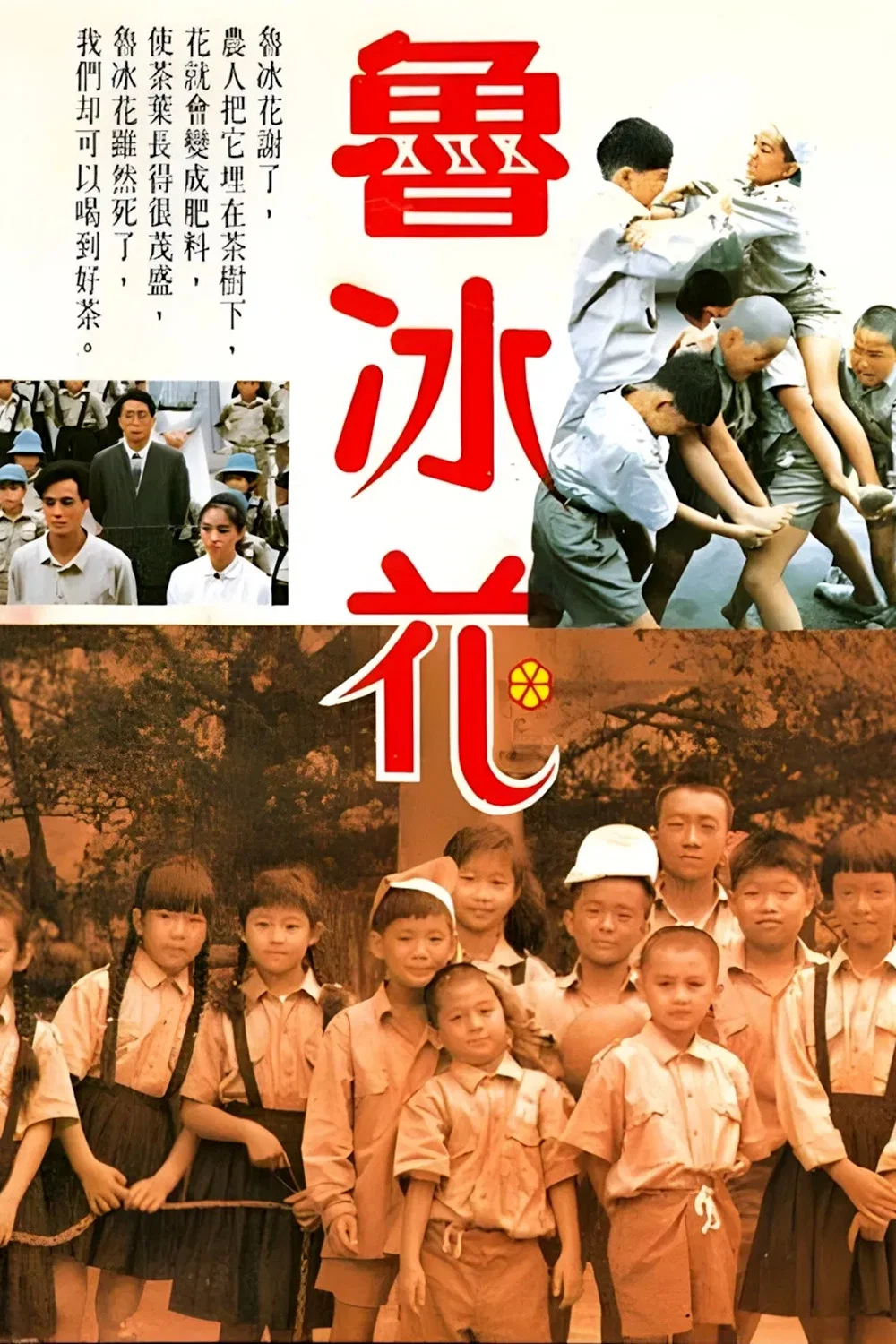 鲁冰花