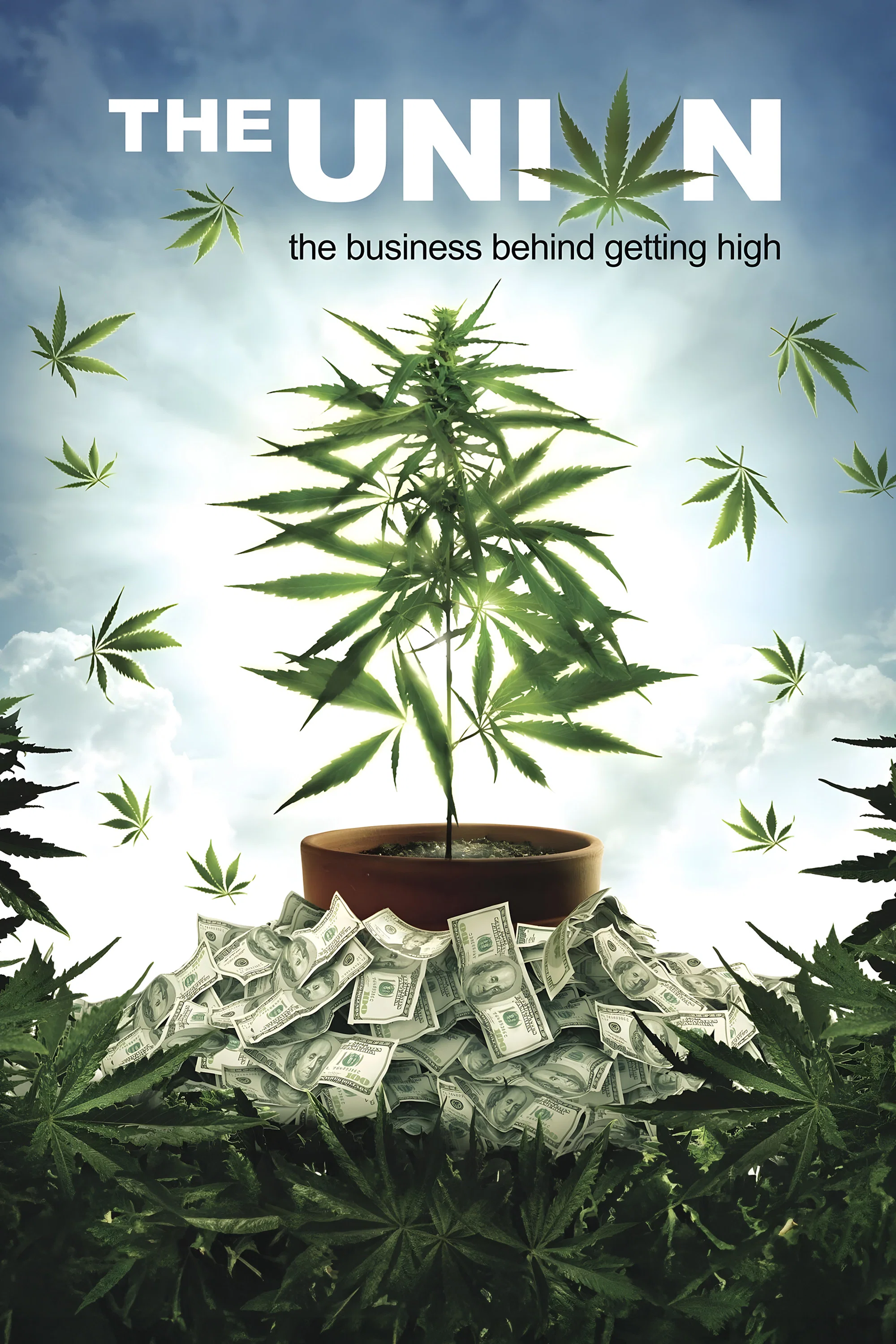 大麻调查