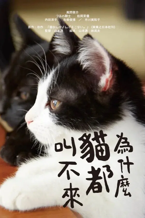 为什么猫都叫不来