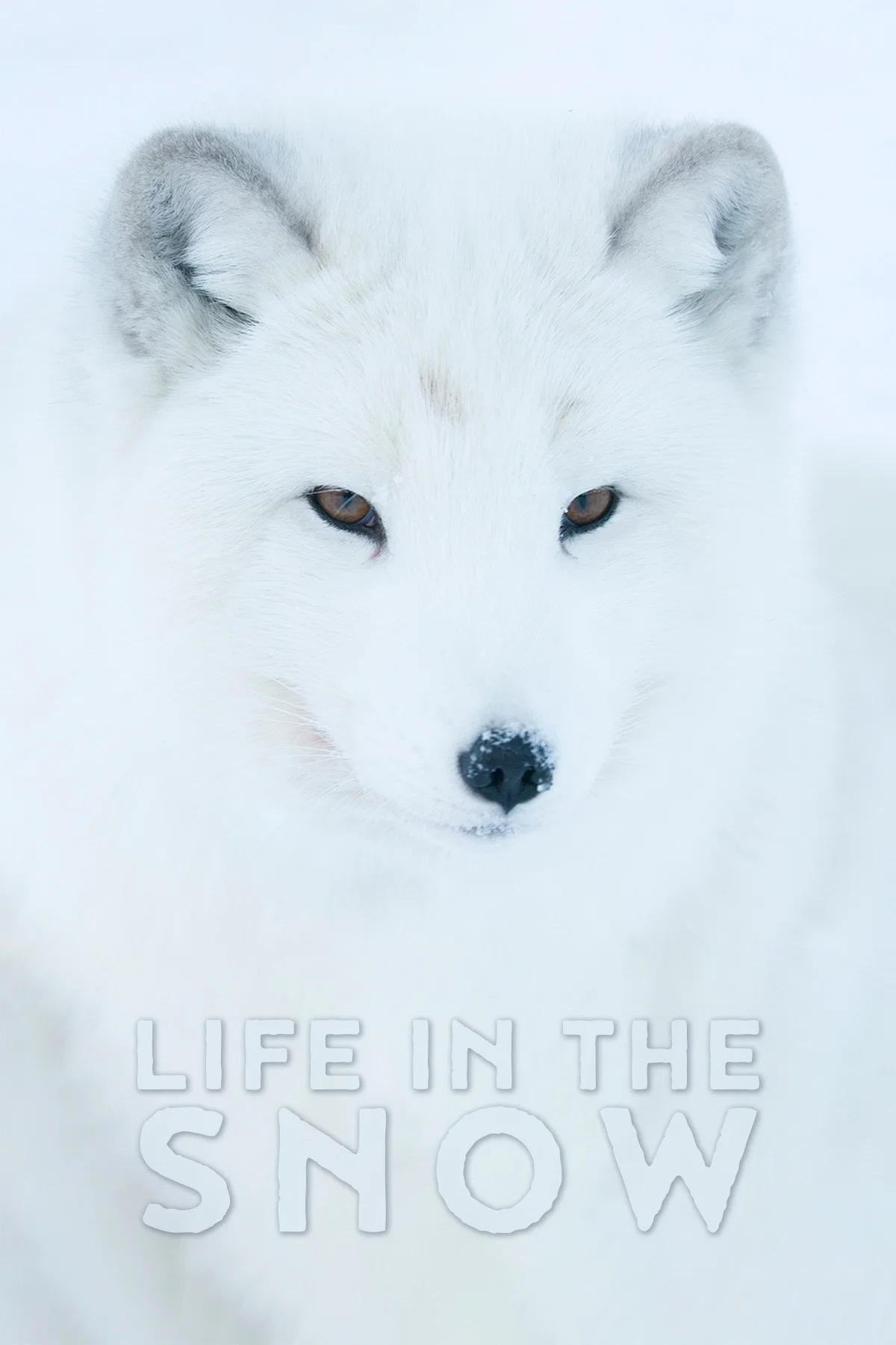 雪中生活
