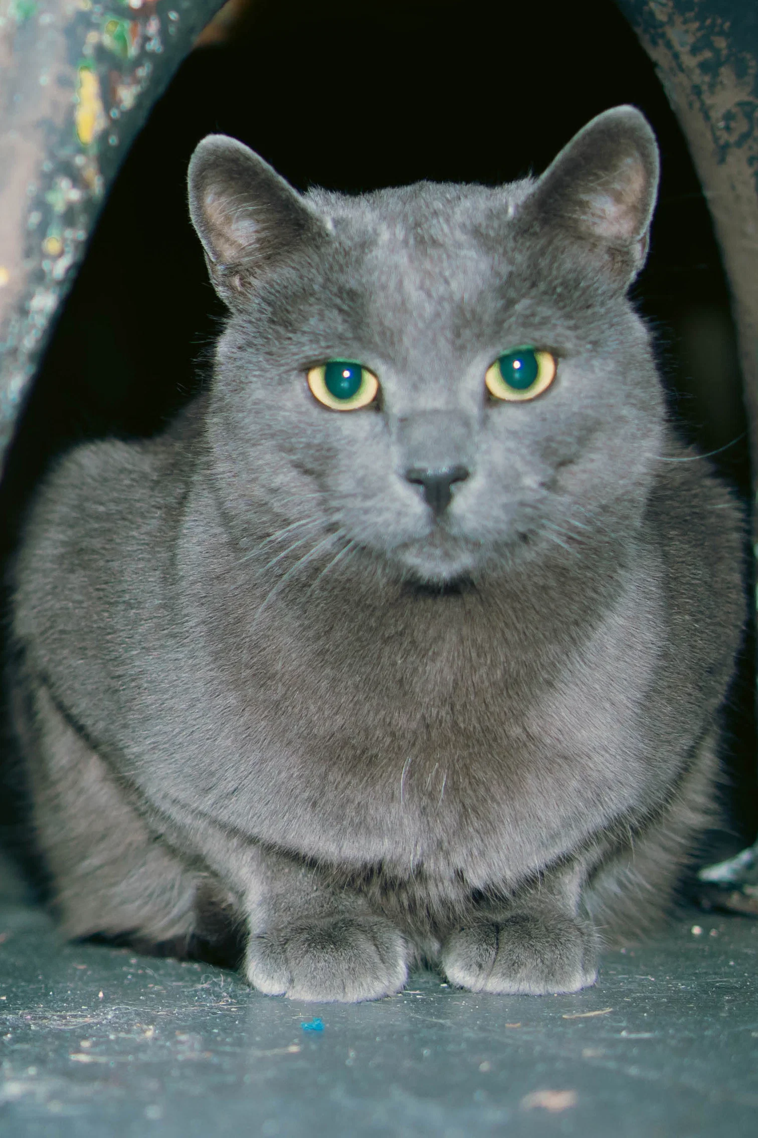 Slavko (Aki) the cat