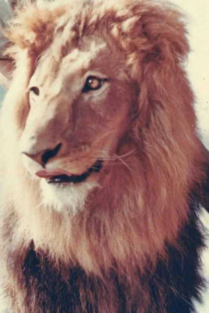 Zamba