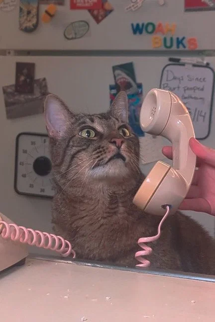 Burton the Cat