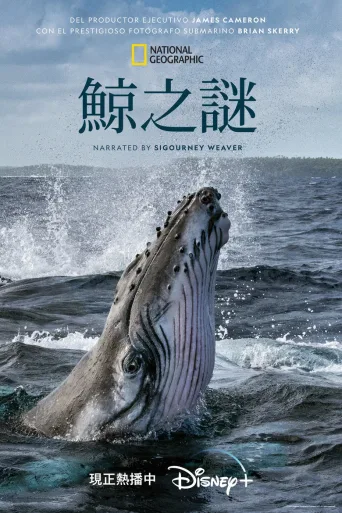 鲸的秘密