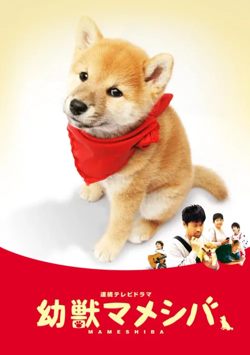 豆柴小犬