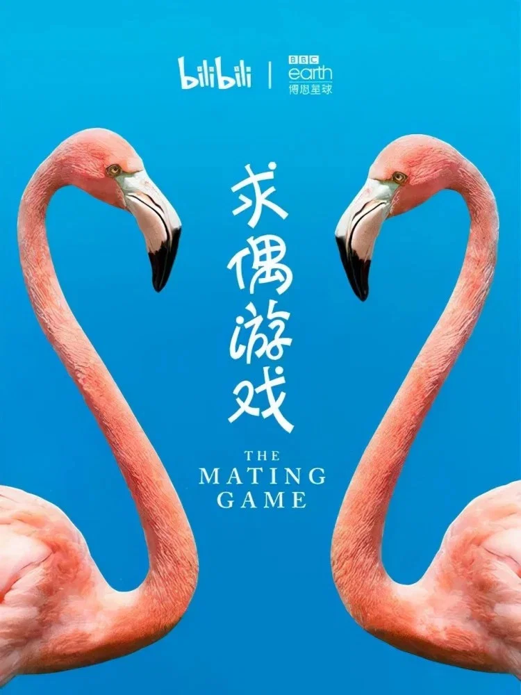 求偶游戏
