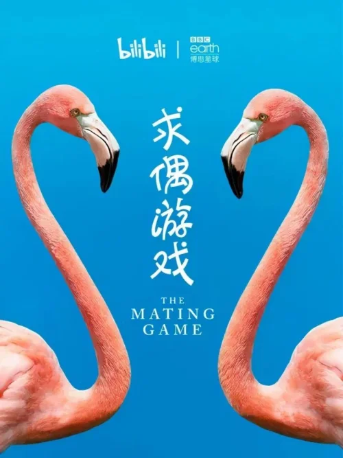 求偶游戏
