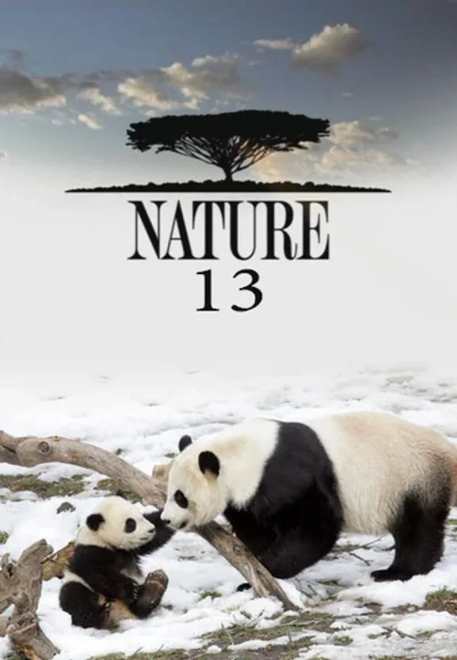 第 13 季