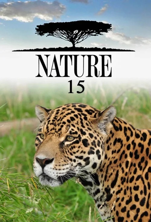 第 15 季