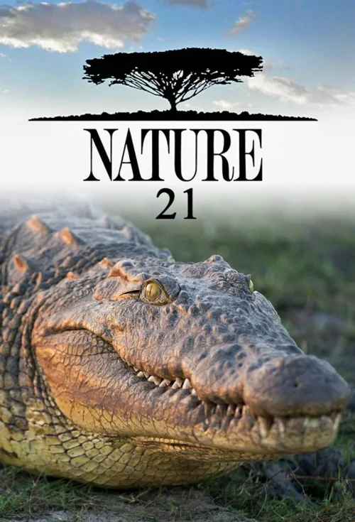 第 21 季