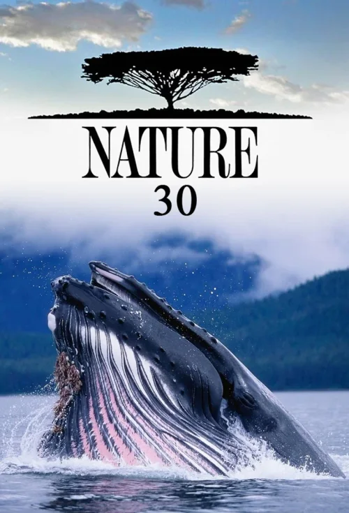 第 30 季