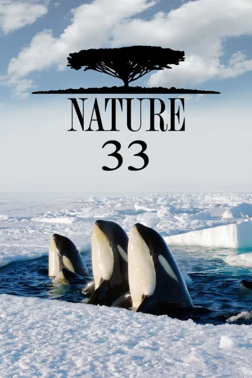 第 33 季