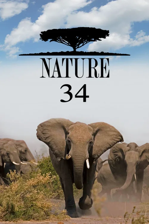 第 34 季