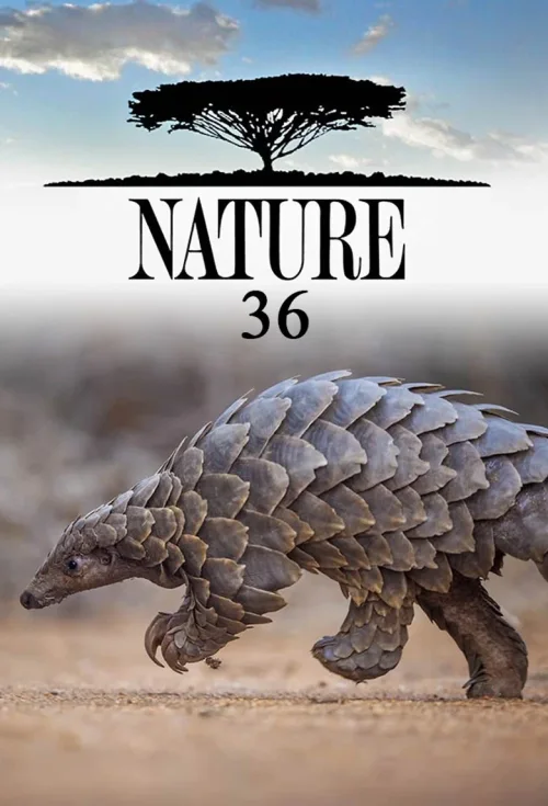 第 36 季