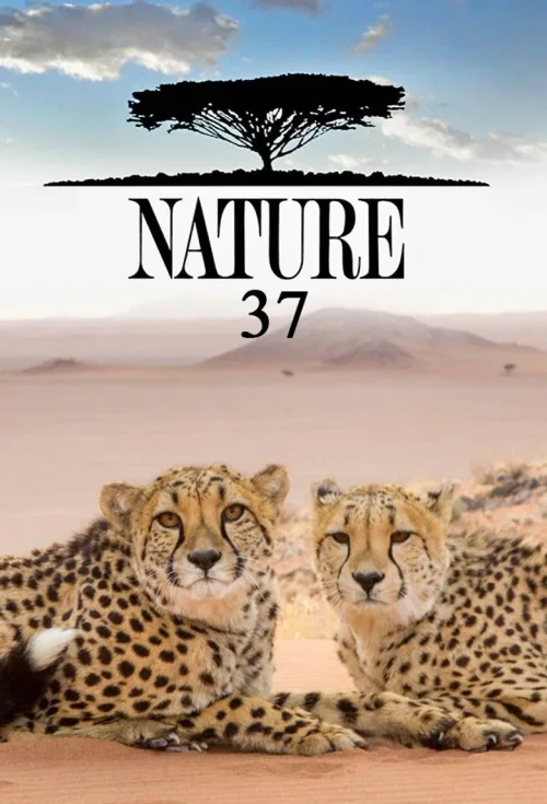 第 37 季