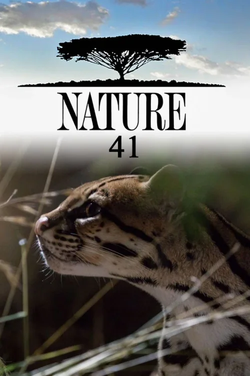 第 41 季
