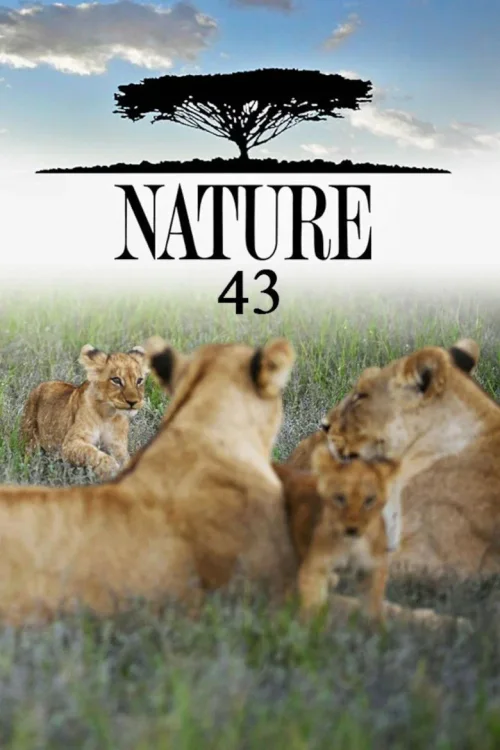 第 43 季