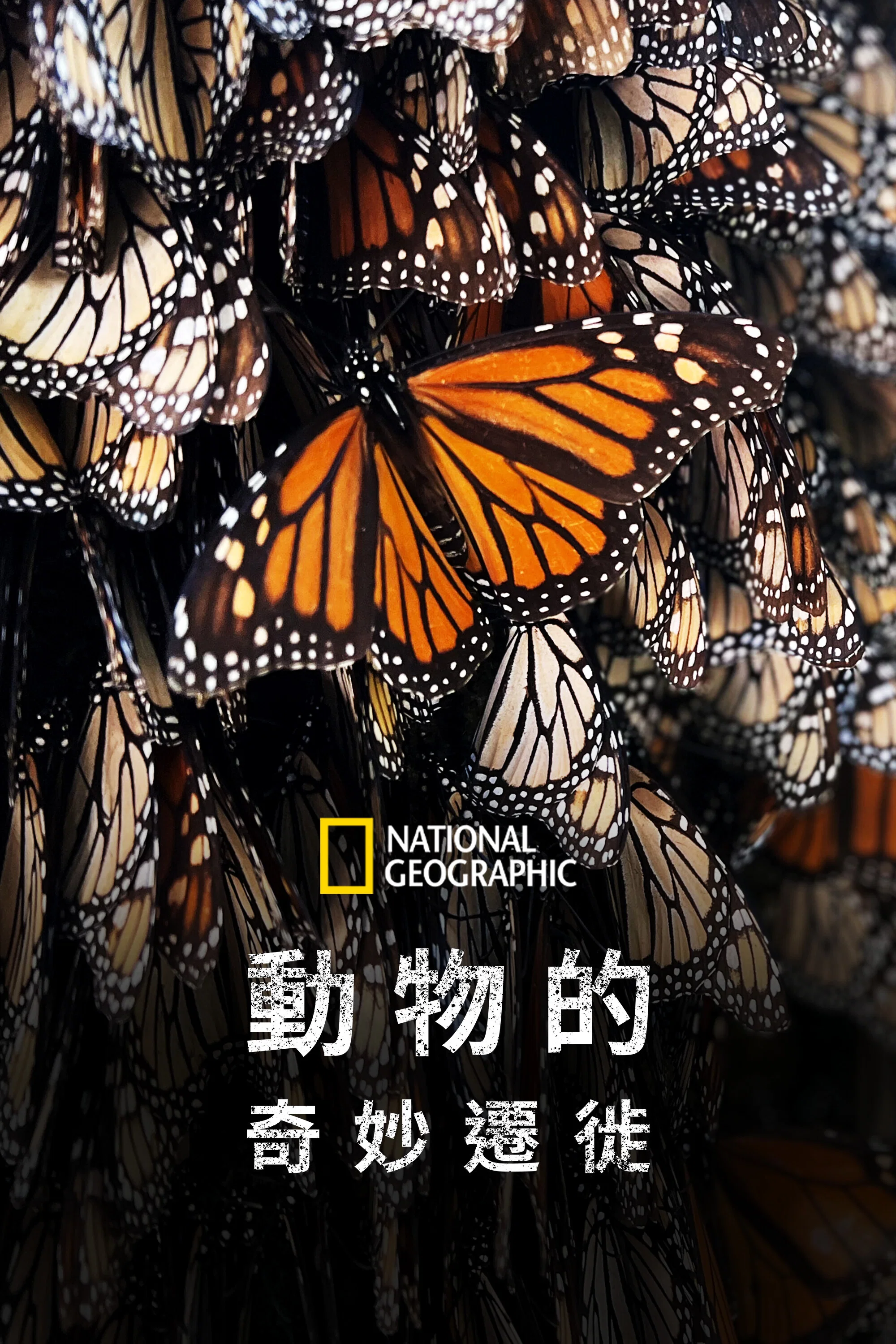 生灵奇旅