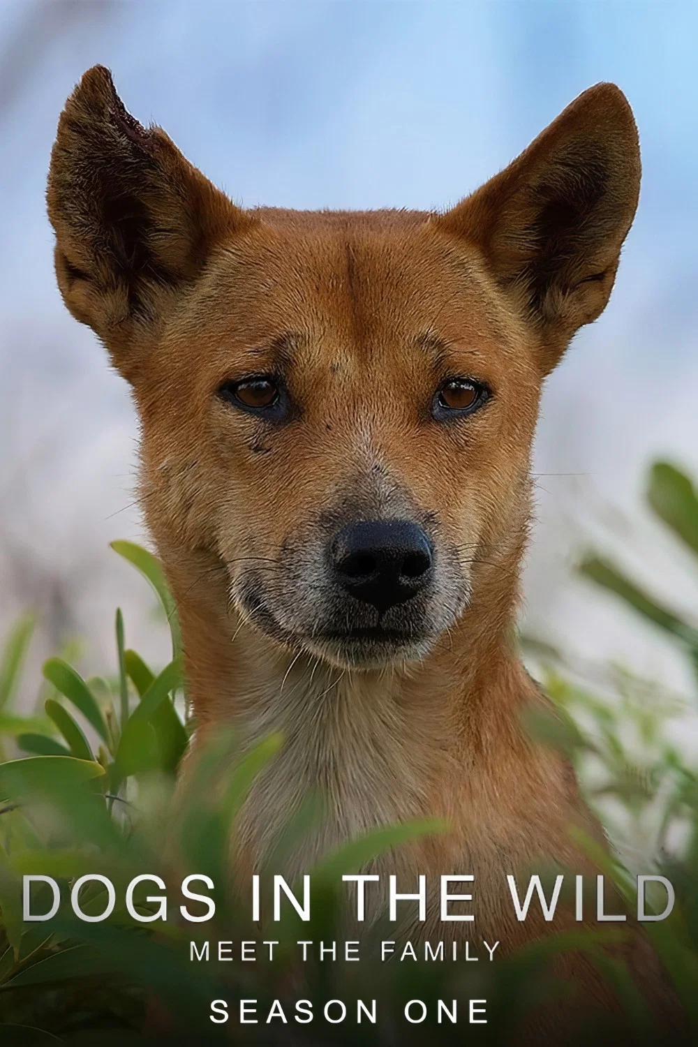 野犬家族