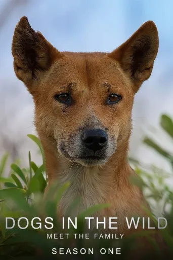 野犬家族