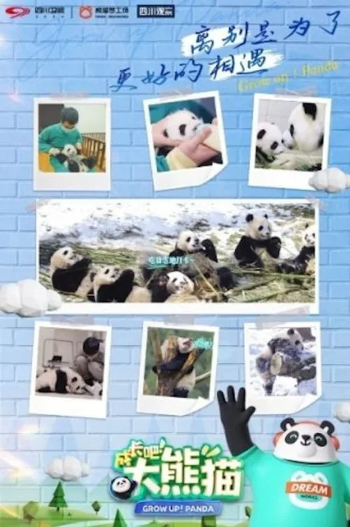 成长吧！大熊猫