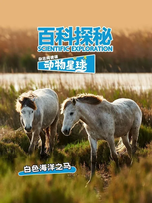 白色海洋之马