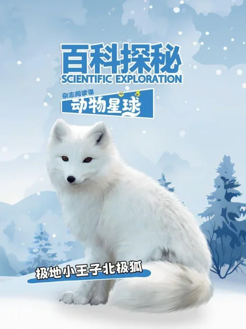 极地小王子北极狐