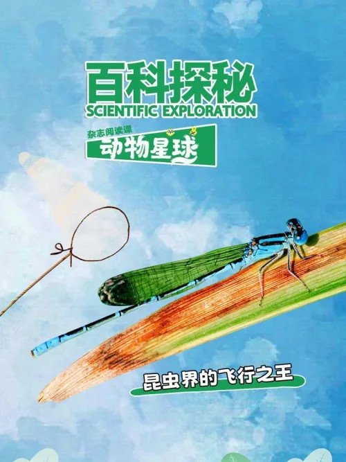 昆虫界的飞行之王