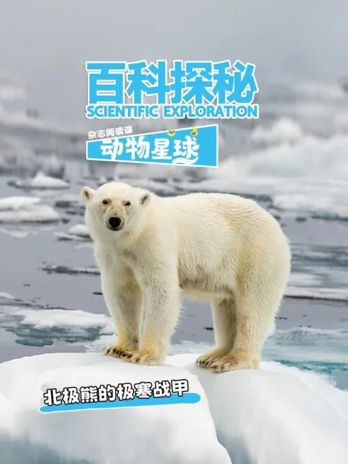 北极熊的极寒战甲