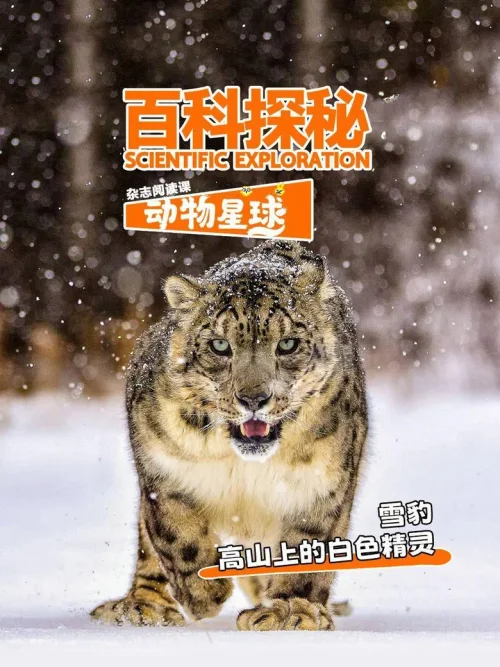 高山上的白色精灵雪豹
