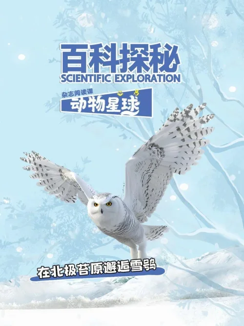 在北极苔原邂逅雪鸮