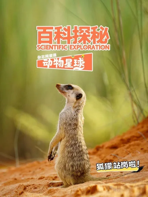 狐獴站岗啦！