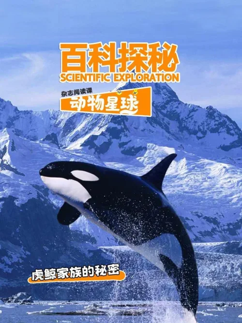 虎鲸家族的秘密