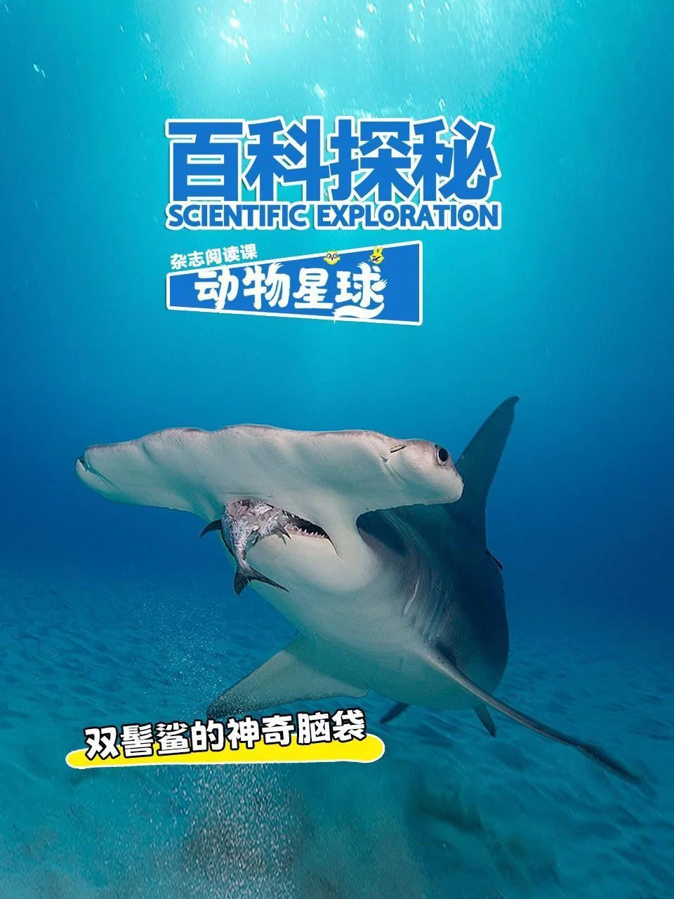 双髻鲨的神奇脑袋