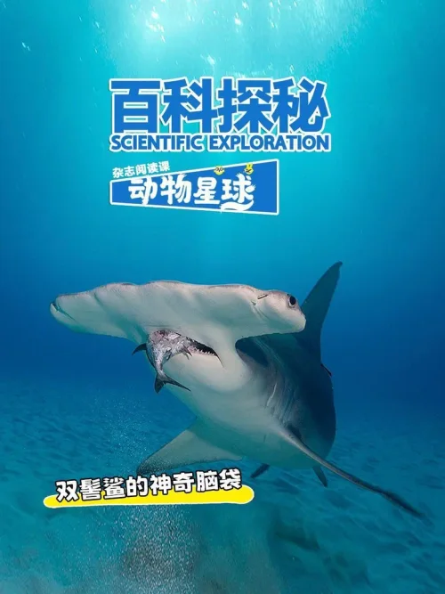 双髻鲨的神奇脑袋