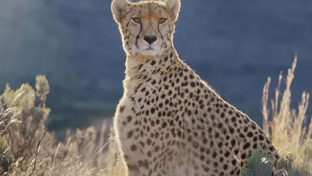 Africa Earth's Wild Home 剧照 2