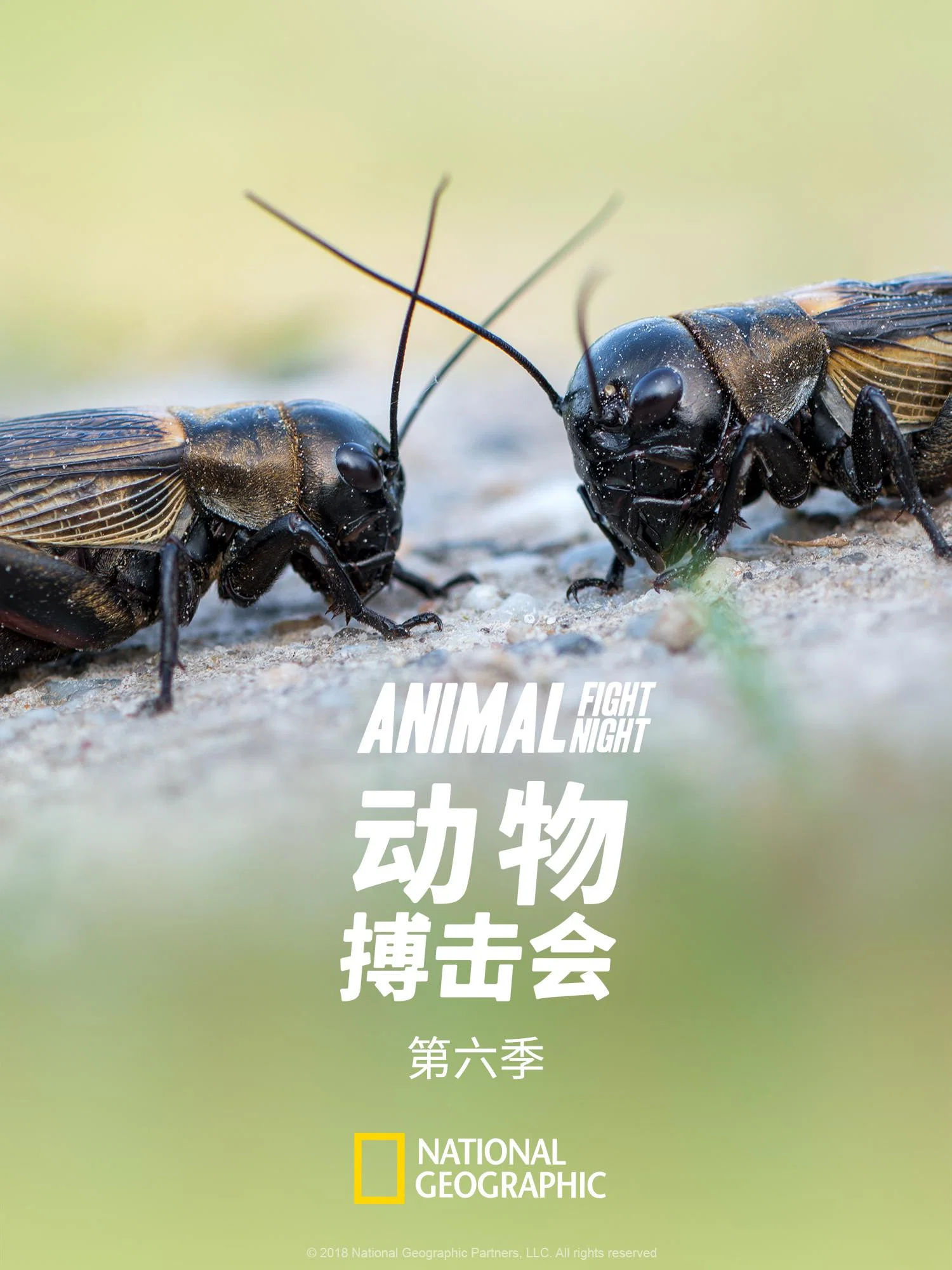 第 6 季