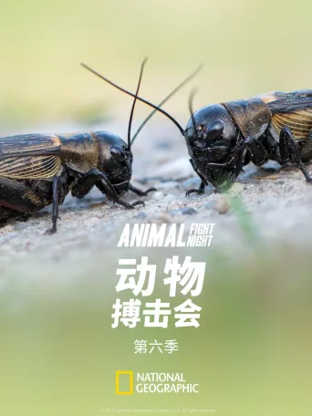 动物搏击会