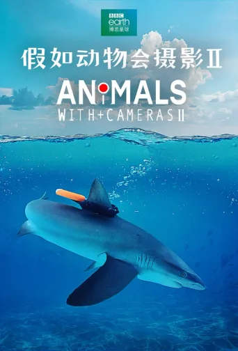 假如动物会摄影